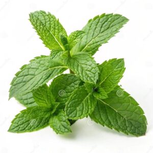 Mint(Podina)