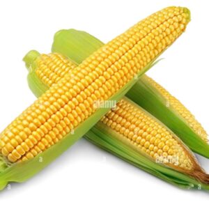 Corn/Maize(Bhuta)